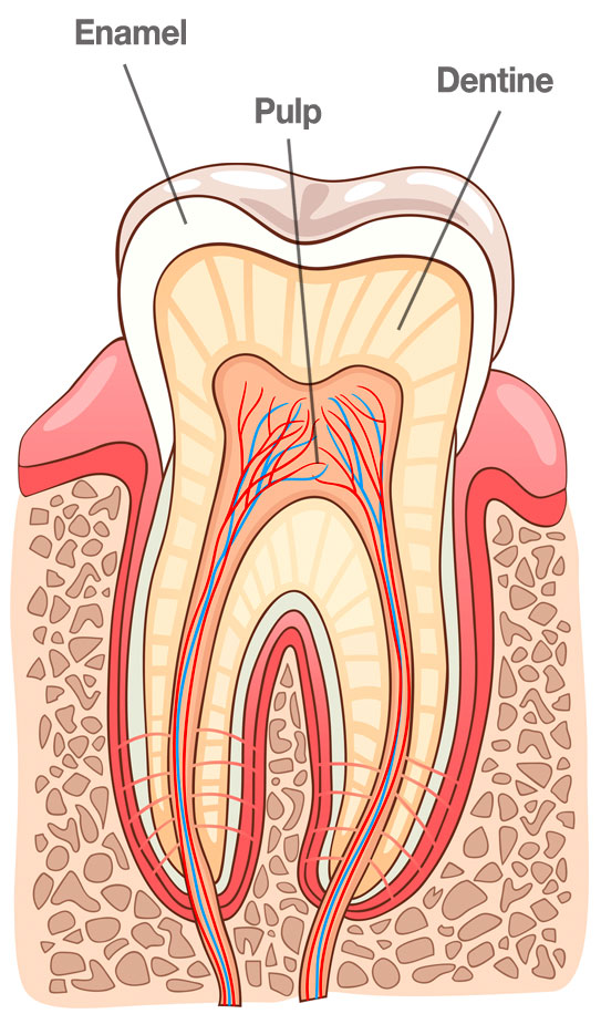 tooth anatomy